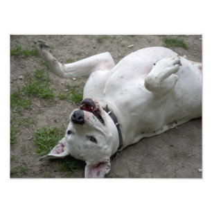 Impression Photo Joyeuse Dogo Argentino