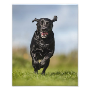 Impression Photo Joyeux Black Labrador Retriever Running