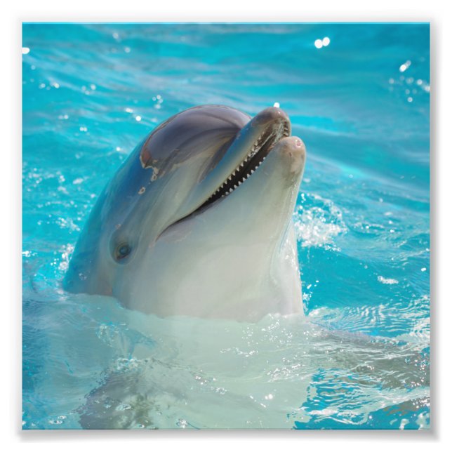 Impression Photo Joyeux Dauphin de natation (Devant)