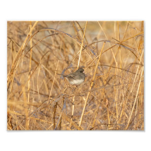 Impression Photo Junco Sur L'Herbe Icy