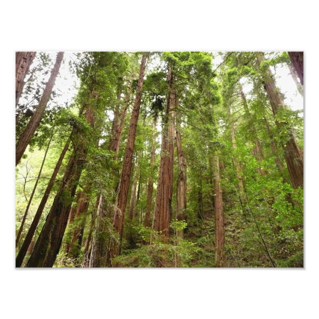 Impression Photo Jusqu'à Redwoods I au monument national de Muir Wo (Devant)