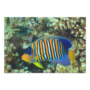 Impression Photo Juvenile Regal Eperviers Pygoplites