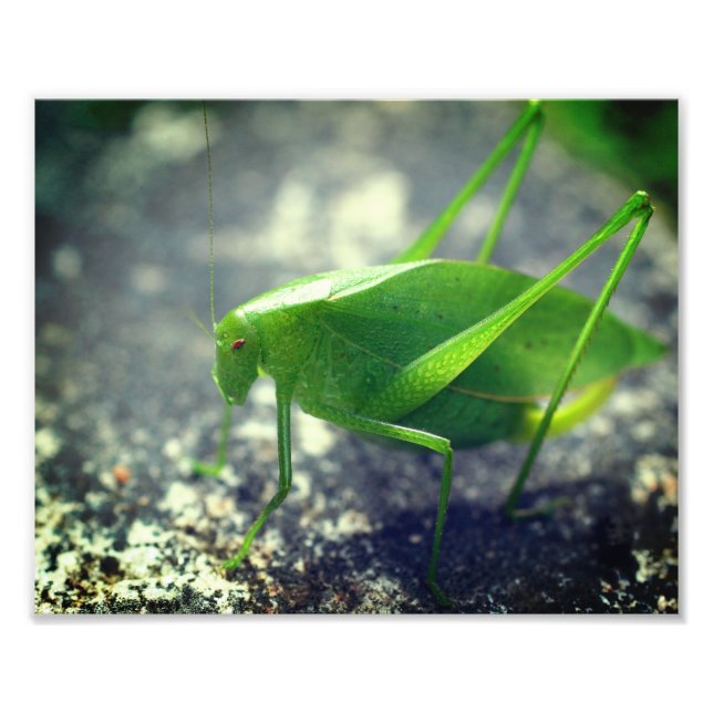 Impression Photo Katydid Grasshopper Insect Fermer 8x10 (Devant)