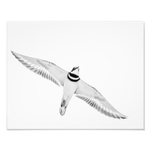Impression Photo Killdeer montant