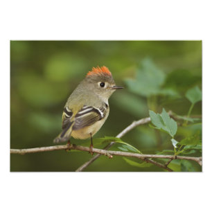 Impression Photo Kinglet couronné de rubis masculin, Regulus calend