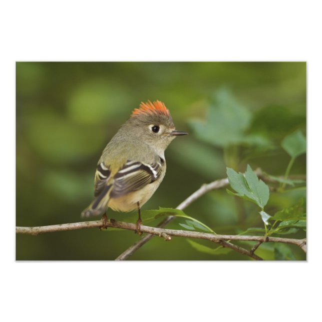 Impression Photo Kinglet couronné de rubis masculin, Regulus calend (Devant)