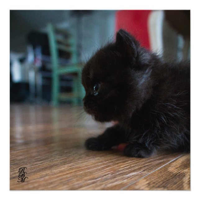Impression Photo Kitten noir proche (Devant)
