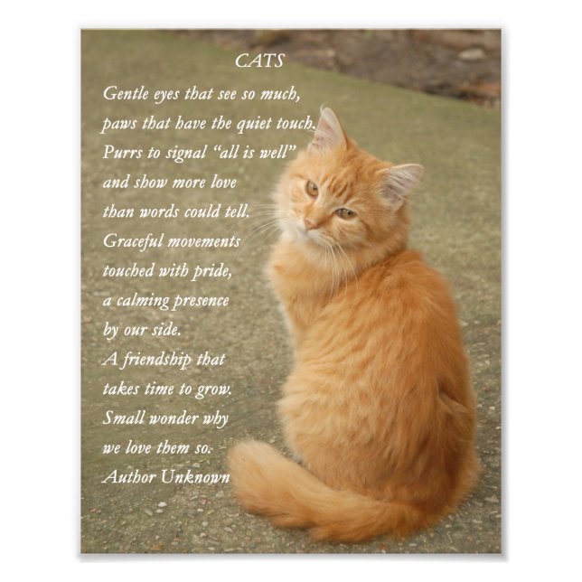 Impression Photo Kitten Poem Cute Orange Chat (Devant)