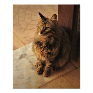 Impression Photo Kitty paisible