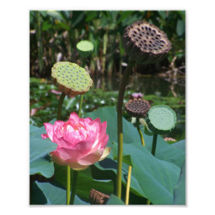 Impression Photo KODAK Imprimer Lotus & Pods Rose
