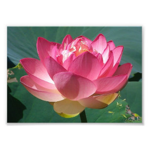 Impression Photo KODAK Print Pink Lotus