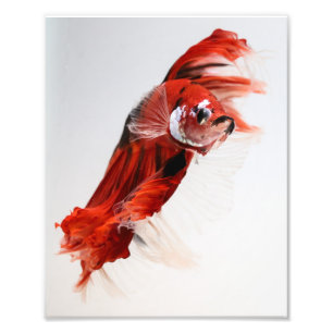 Impression Photo Koi demi-lune Betta Poisson 2