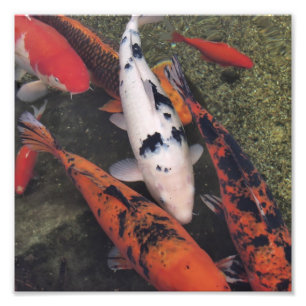 Impression Photo Koi Fish