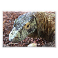 Komodo Dragon