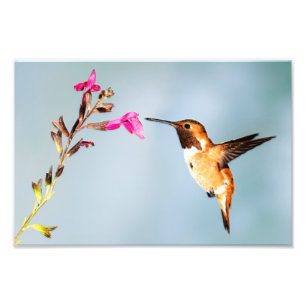 Impression Photo La nature des colibris