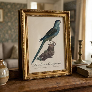 Impression Photo La Perruche ingambe