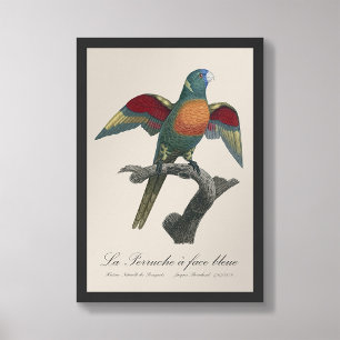 Impression Photo La Perruche une face bleue