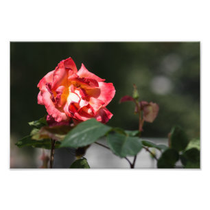 Impression photo La Rose qui se fane