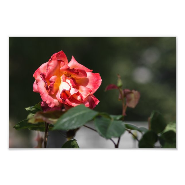Impression photo La Rose qui se fane (Devant)