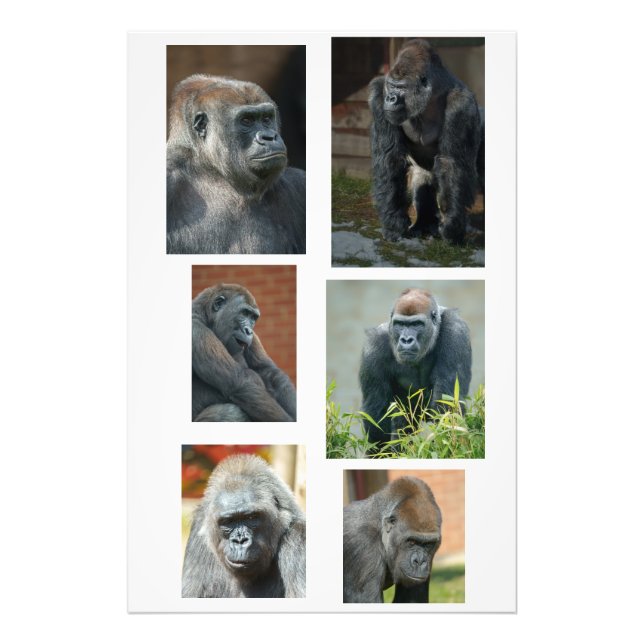 Impression Photo La troupe de Gorilla (Devant)