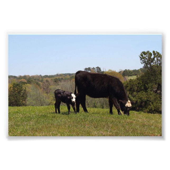Impression Photo La vache et le veau de Mama au Texas (Devant)