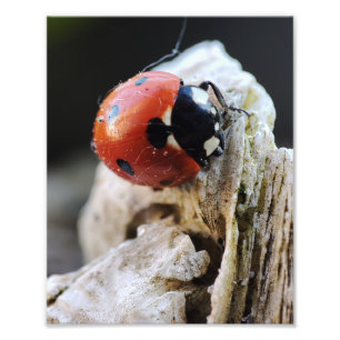Impression Photo La vie de Ladybug dans le jardin