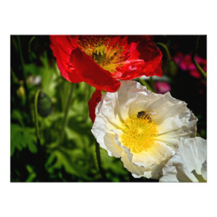 Impression Photo L'abeille dans la nature