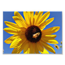 L'abeille de miel pollinise le tournesol sauvage