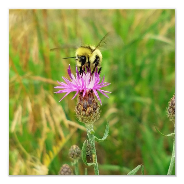 Impression Photo L'abeille tire les mauvaises herbes? (Devant)