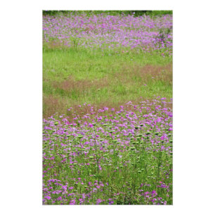 Impression Photo Lace de la Reine Anne Daucus carota) en croissance