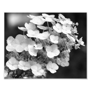 Impression Photo Lacecap Hydrangea Noir Et Blanc 8x10