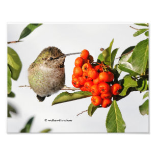 Impression Photo L'adorable colibri Anna sur Berry Bush
