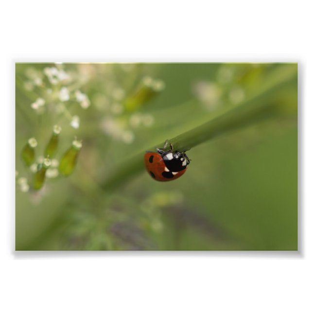 Impression Photo Ladybird à sept places (Devant)