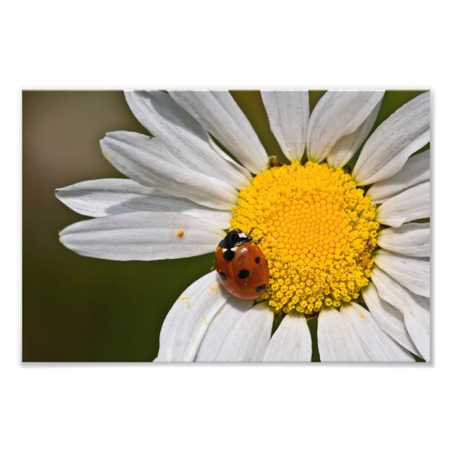 Impression Photo Ladybird dans Oxeye Daisy - Imprimer (Devant)