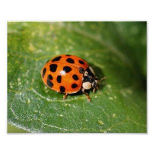 Impression Photo Ladybug sur la feuille Fermer 8x10