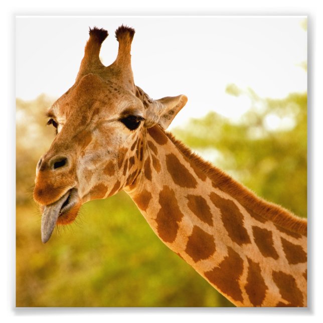 Impression Photo Langue de la girafe (Devant)