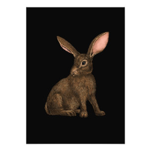 Impression Photo Lapin 4
