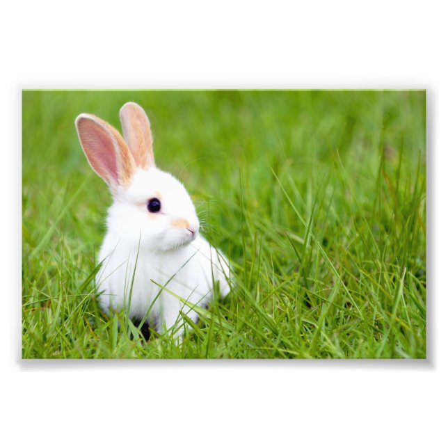 Impression Photo Lapin blanc (Devant)