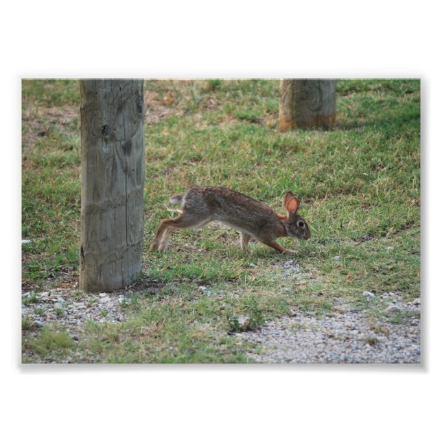 Impression Photo Lapin décontracté (Devant)