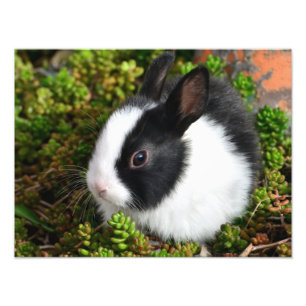 Impression Photo Lapin farci
