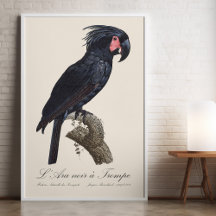 L'Ara Noir a Trompe / Palm Cockatoo
