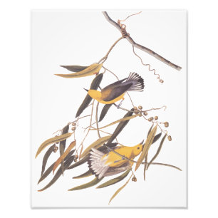 Impression Photo L'art vintage de la Paruline jaune Prothonotaire d