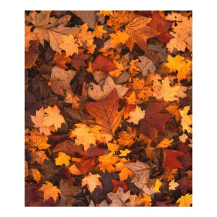 Impression Photo l'automne