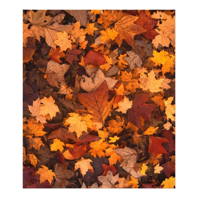 Impression Photo l'automne (Devant)