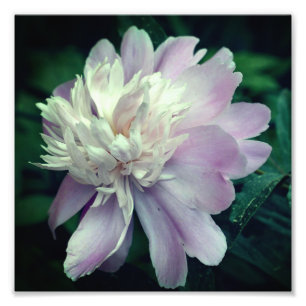 Impression Photo Lavande Peony Fleur En Fleur Fermer 8x8
