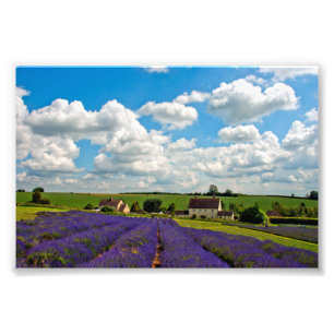 Impression Photo Lavender Field Fleurs d'été Cotwolds Angleterre