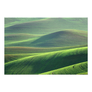 Impression Photo Le blé jaillit dans les collines du Palouse