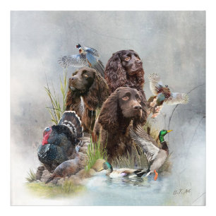 Impression Photo Le Boykin Spaniel