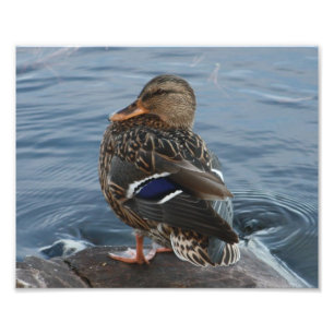 Impression Photo Le canard de Bill