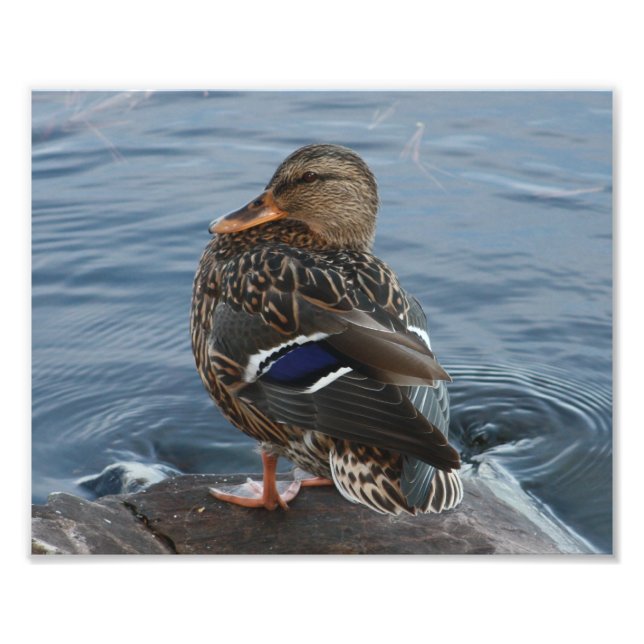 Impression Photo Le canard de Bill (Devant)